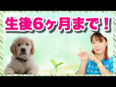 犬のしつけは生後６ヶ月までが大事！教えておきたい７つのしつけ