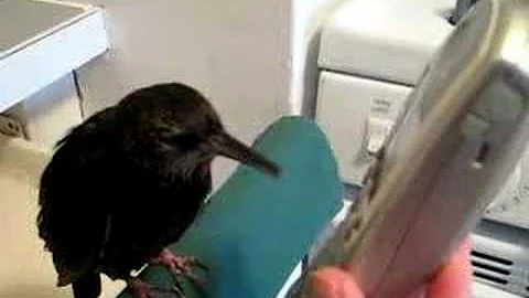 Beakie on the phone