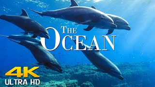 The Ocean 4K  Scenic Wildlife Film With Calming Music || Scenic Film