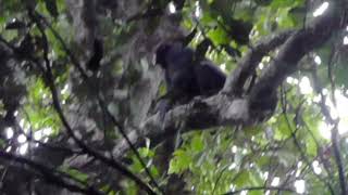Bonobo gesture - Present gen. backward (Example 2)