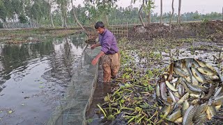 Ring Net Fishing With Rainy Season |  Really Amazing Fishing With Ring Net (Part-01)