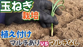 Onion cultivation ③ Planting Experimental method decided: with