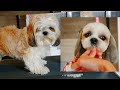 Shih Tzu Head Grooming