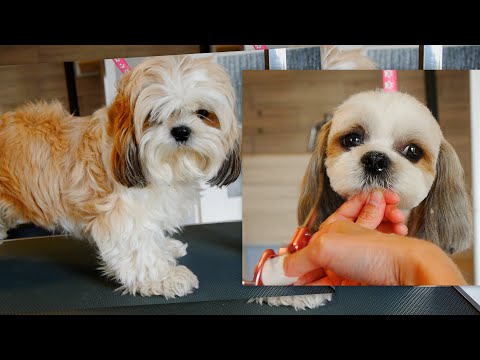 Video: Shih Tzu. Skt. Petersborg - Alternativ Visning