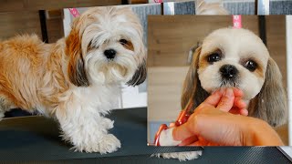 Shih Tzu Head Grooming