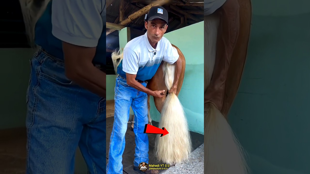 Amazing Horse Tail Haircut: Transforming a Beautiful Horse! 🐴✨ #shorts