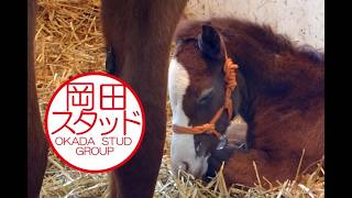 2026年最初の産駒の様子