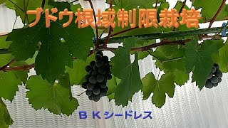 ぶどう・布ポット・自動給水装置で簡単車庫栽培