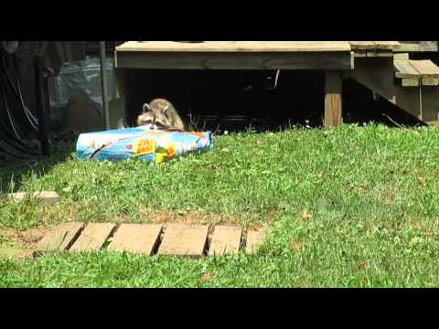 Raccoon snatches giant bag of cat food