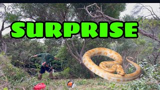 Garden cleanup ENDS…when DEADLY SNAKE is found! Could we finish the cleanup? Did we find the SNAKE?