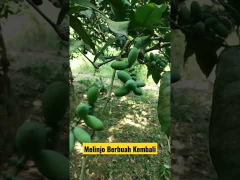 Melinjo Berbuah Kembali