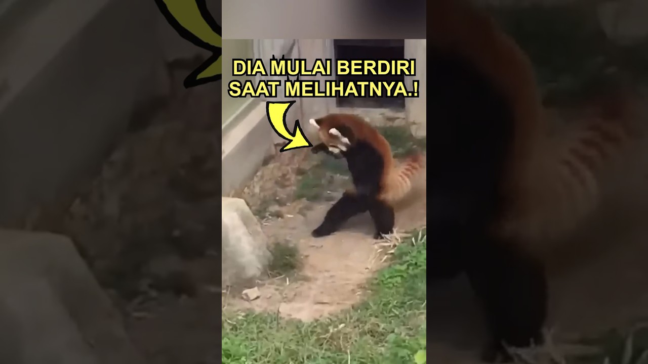 Panda Merah Ini Mencoba Mengusirnya, Tapi…. 😩