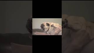 Same species btw #viral Profile