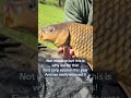 Our first carp trip this year nothing massive but beautiful fish #carp #commoncarp #fishing #fyp