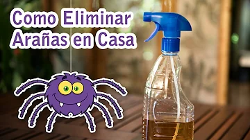 ¿Cómo puedo deshacerme de los huevos de araña?