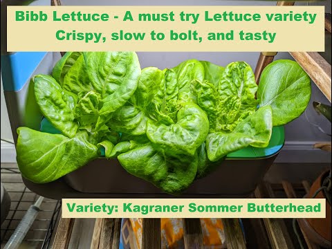 Video: Lettuce 'Summer Bibb' Info: Kawm Txog Kev Loj hlob Lub Caij Ntuj Sov Bibb Lettuce