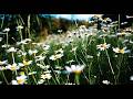 1 Hour of Serene Nature &amp; Soft Piano | Relaxing Meadows &amp; Wildflowers 🌼