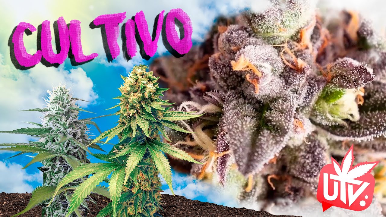 GENÉTICAS de la M4RIHU4N4: GELATO 🍧