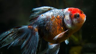 Coldwater Fish that DON’T NEED A HEATER! (BEGINNER FRIENDLY)