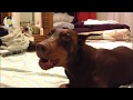 ? ??? ? ??? ???? ???? ?? ?? ? Dobermann Pinscher