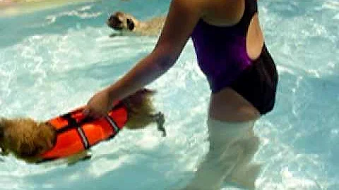 Tabitha, Baxter and Bella in grandma's pool