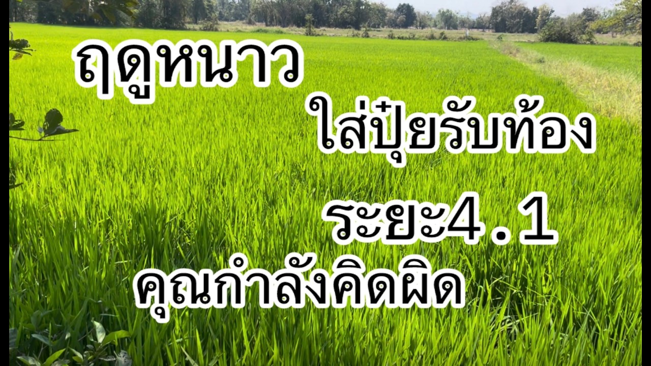 ข้าวฤดูหนาวใส่ปุ๋ยรับท้อง