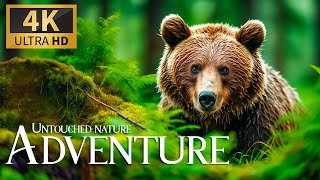 Untouched Nature Adventure 4K 🐾 Amazing Wilderness Animals Movie With Real Sound & Relax Piano Music