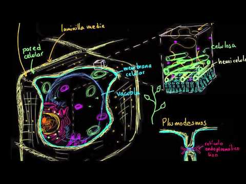 Video: ¿Cuál es la función de la pared celular vegetal?