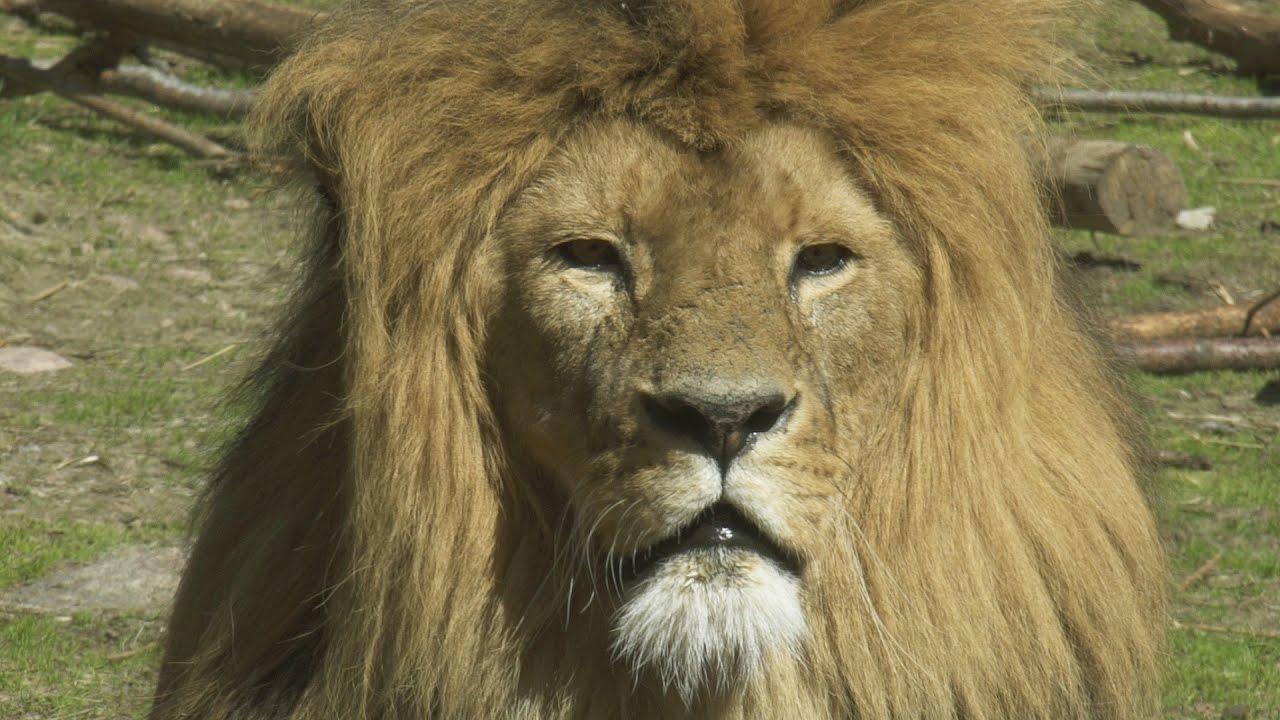 Borås djurpark med nyfödda elefantungen