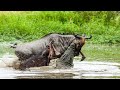 Crocodile Attacks Wildebeest And Hippo In The River