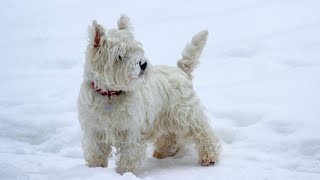 How to Make Healthy Homemade Dog Food for Westies