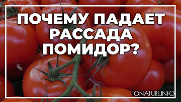Почему падает рассада помидор? | toNature.Info