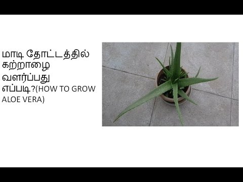 How To Grow Aloe Vera Plant At Home In Tamil Youtube