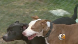 Harvey Rescue Dogs Travel To Colorado