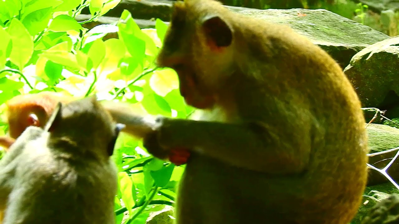 BOOM BOOMING BABY MONKEY TRY MATING NO MOVEING @LIVE MONKEY CHANNEL