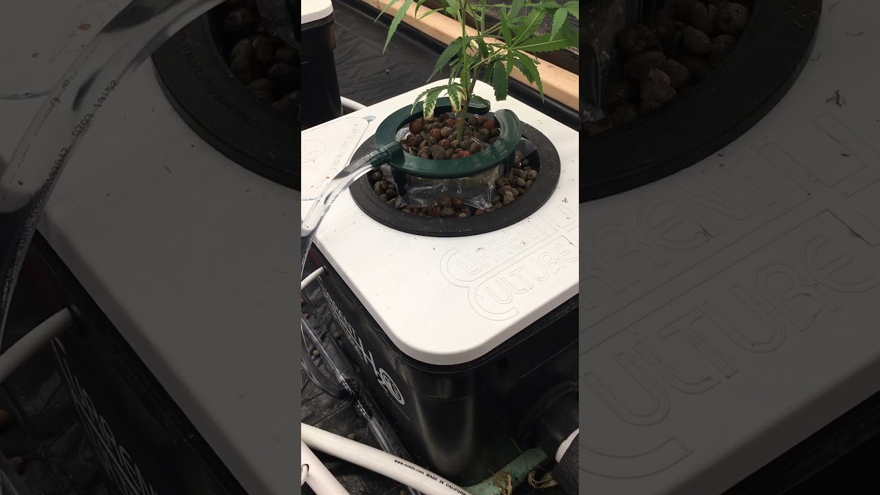 Current Culture H2O Under Current System Top Watering Setup add-on