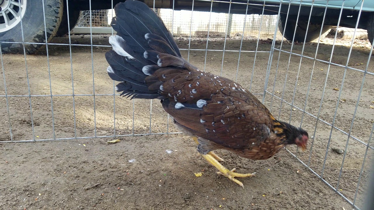 Cowan for sale / en venta tel 909 346 5102 YouTube