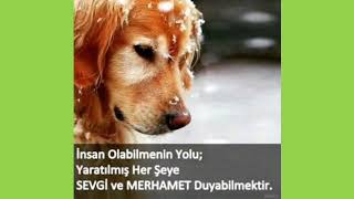 Hayvanlarla İlgi̇li̇ Söylenmi̇ş Sözler Resimi