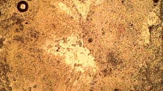 Fish Parasites Under a Microscope