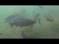 Big trout in the pond at the old Mt Whitney fish hatchery. #fishing #fish #trout #camping
