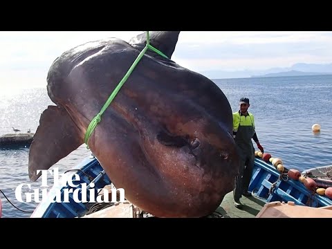 Huge sunfish weighing up to two tonnes found off coast of Ceuta