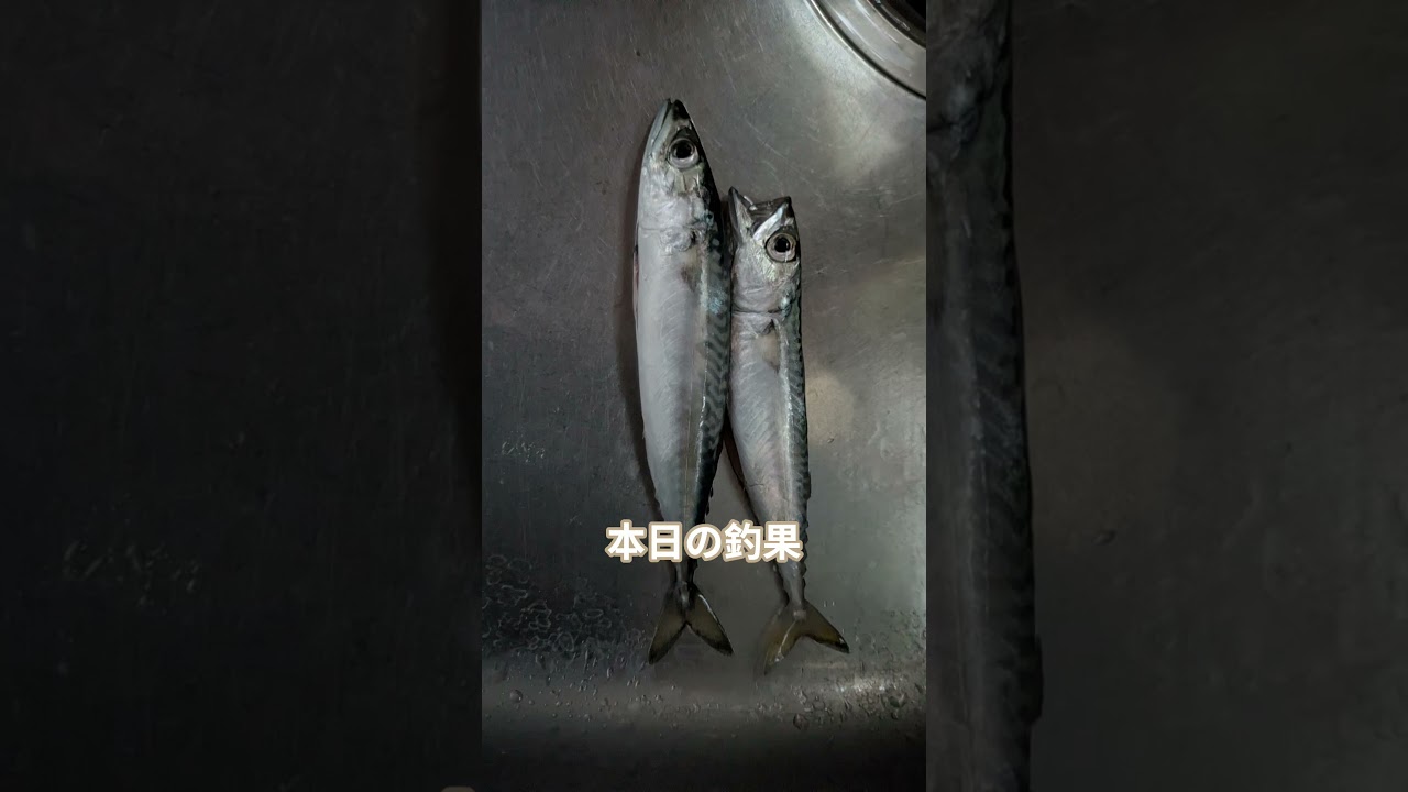 本日の釣果