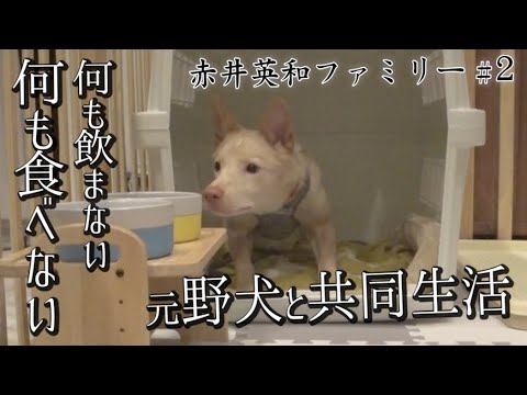 【保護犬】何も食べない、何も飲まない、殺処分寸前だった元野犬カマロ【赤井英和ファミリー】