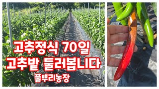 고추정식 70일 고추밭 둘러봅니다. 풀뿌리농장