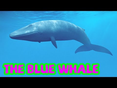 Bé tập nói tiếng anh | Con cá voi xanh | Baby practice speaking English | The blue whale
