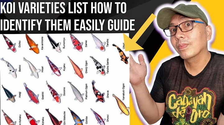 koi varieties list how to identify different types of koi