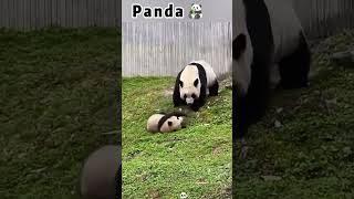 Panda’s feasting, cheeks ballooned up 🐼 #FoodChampion #EatingCutie #BlameTheBamboo