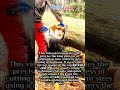 Practical Guide to Safe and Efficient Log Bucking #Chainsaw #Process #Michael Jackson #Billie Jean