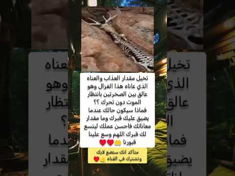 تخيل مقدار العذاب والعناه الذي عاناه هذا الغزال 