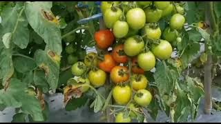 menanam tomat tm elisha
